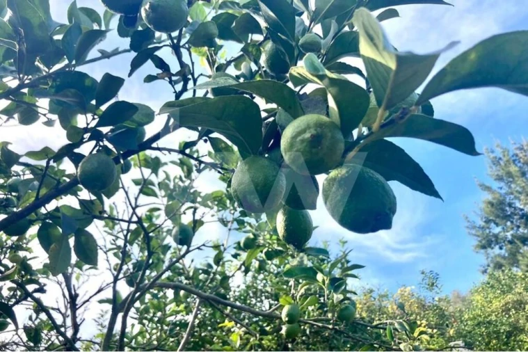 Terreno para Venda em Santo Isidoro Foto 3