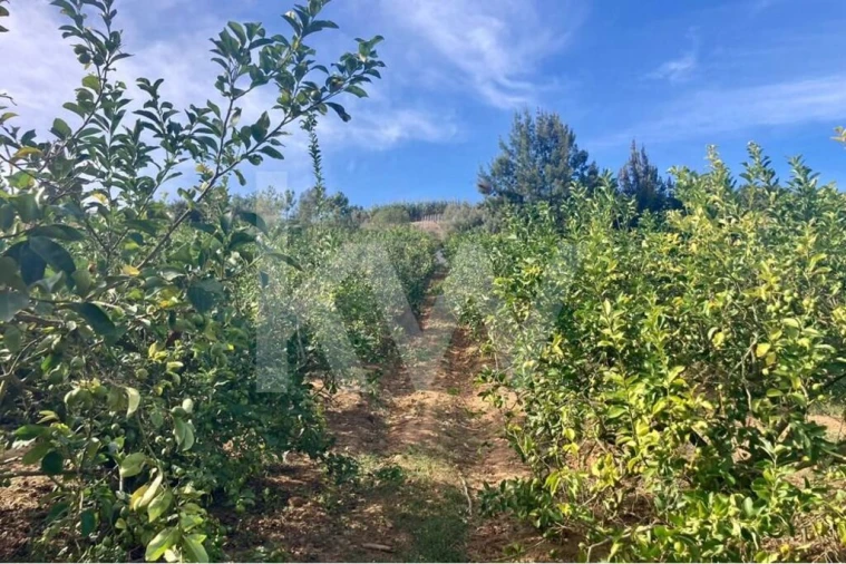 Terreno para Venda em Santo Isidoro Foto 26