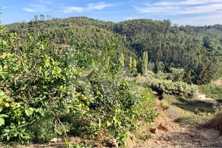 Terreno para Venda em Santo Isidoro Foto 17