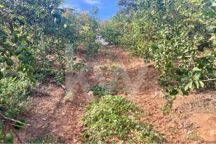Terreno para Venda em Santo Isidoro Foto 23