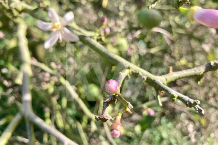 Terreno para Venda em Santo Isidoro Foto 2