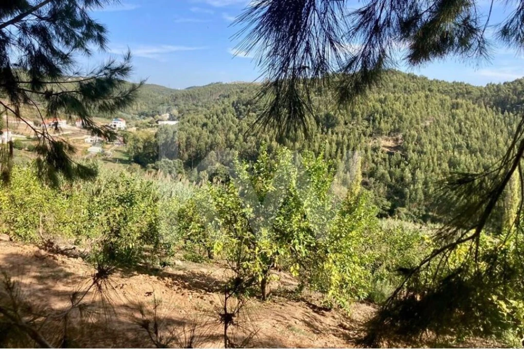 Terreno para Venda em Santo Isidoro Foto 4