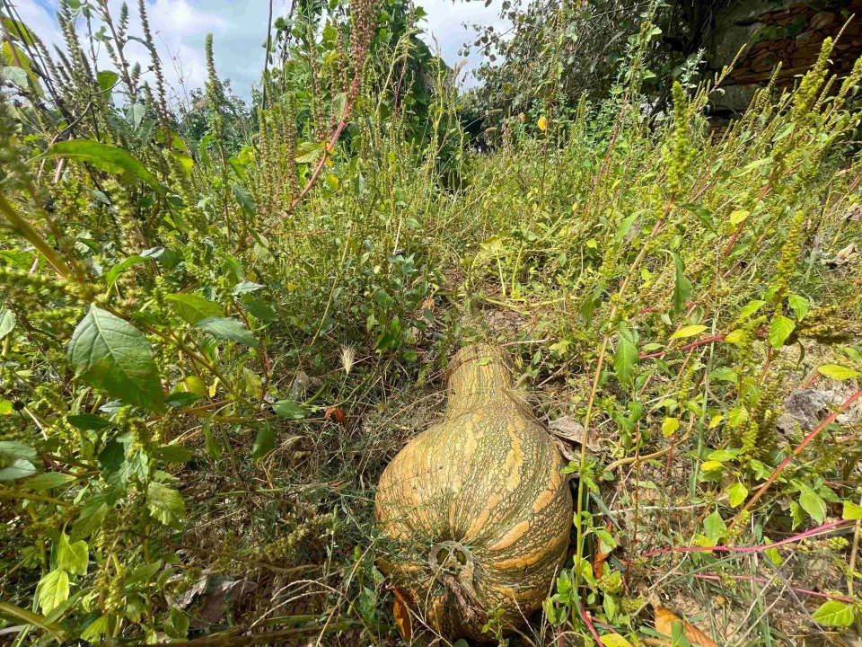 Quinta T3 para Venda em Santa Maria de Sardoura Foto 33