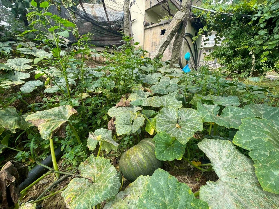 Quinta T3 para Venda em Santa Maria de Sardoura Foto 30