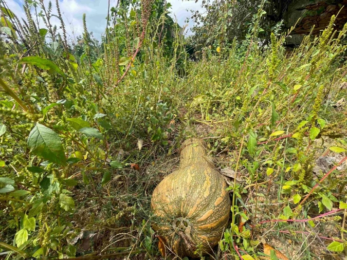 Quinta T3 para Venda em Santa Maria de Sardoura Foto 33