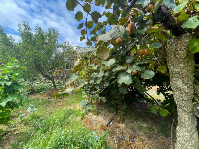 Quinta T3 para Venda em Santa Maria de Sardoura Foto 34