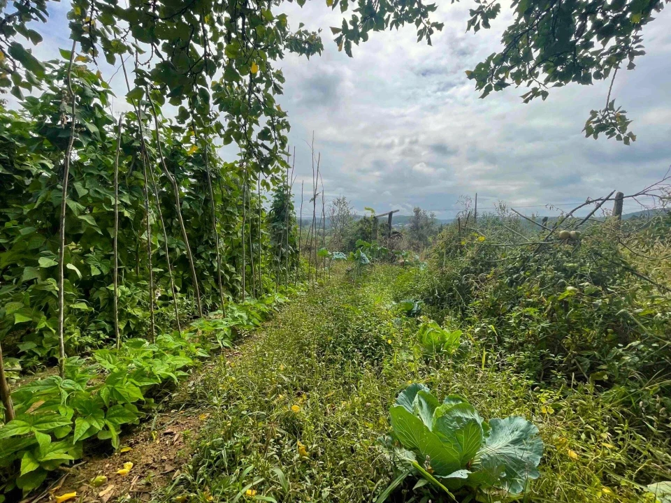 Quinta T3 para Venda em Santa Maria de Sardoura Foto 25