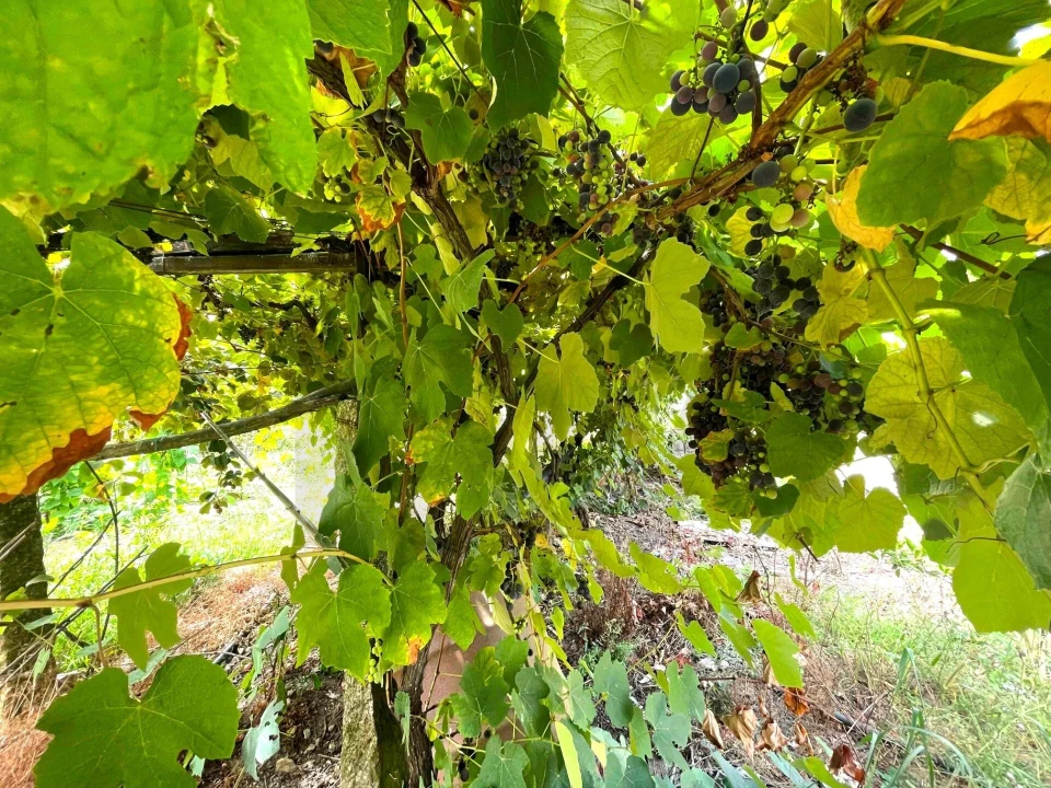 Quinta T3 para Venda em Santa Maria de Sardoura Foto 27