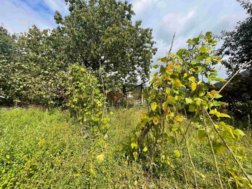 Quinta T3 para Venda em Santa Maria de Sardoura Foto 31