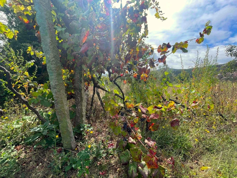 Quinta T3 para Venda em Santa Maria de Sardoura Foto 28