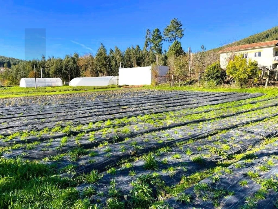 Quinta T3 para Venda em Santa Maria de Sardoura Foto 15