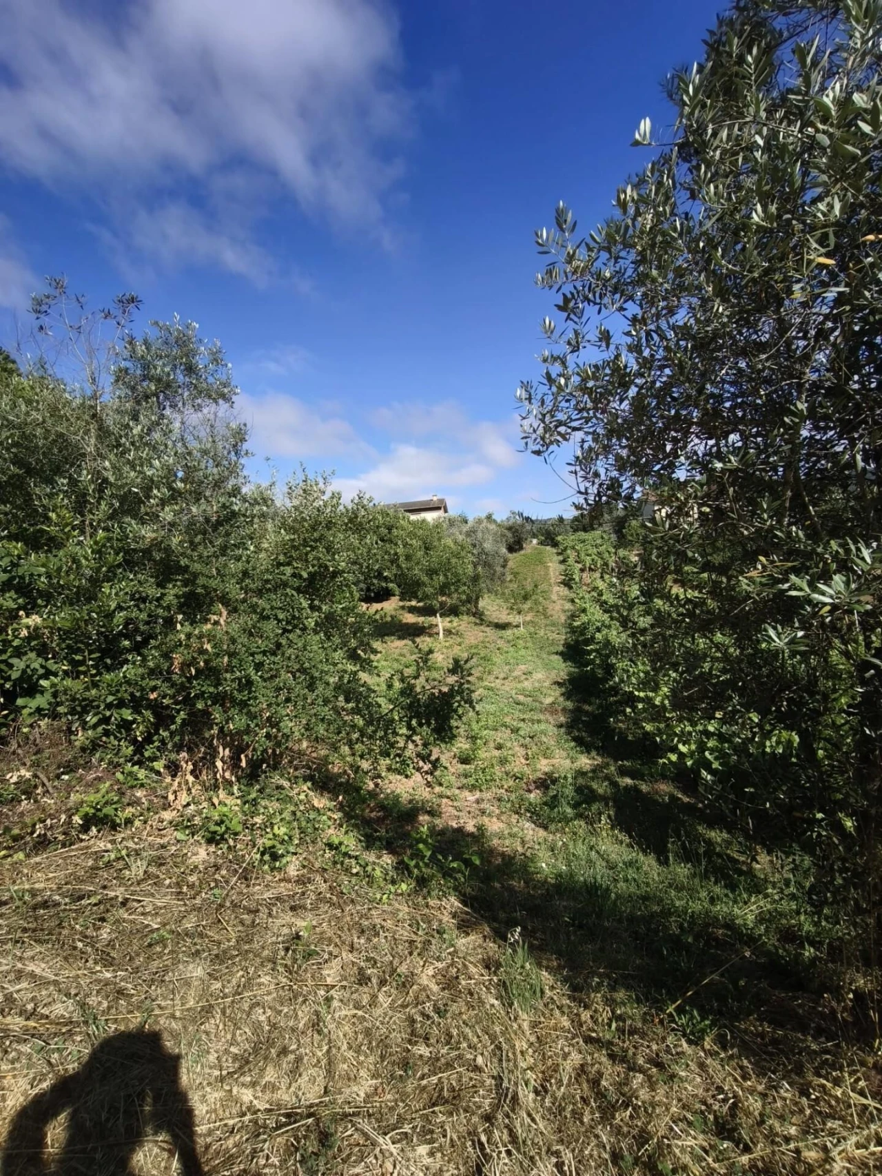 Moradia T3 para Venda em Lorvão Foto 7