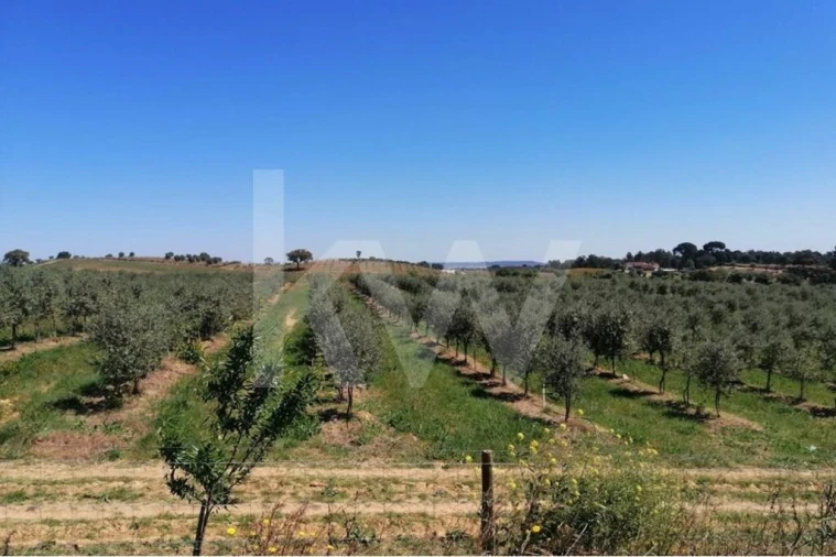 Quinta T8 para Venda em Brogueira, Parceiros de Igreja e Alcorochel Foto 16