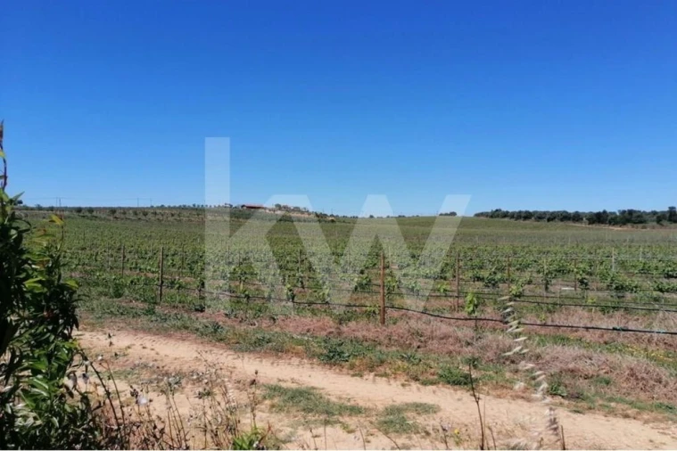 Quinta T8 para Venda em Brogueira, Parceiros de Igreja e Alcorochel Foto 23