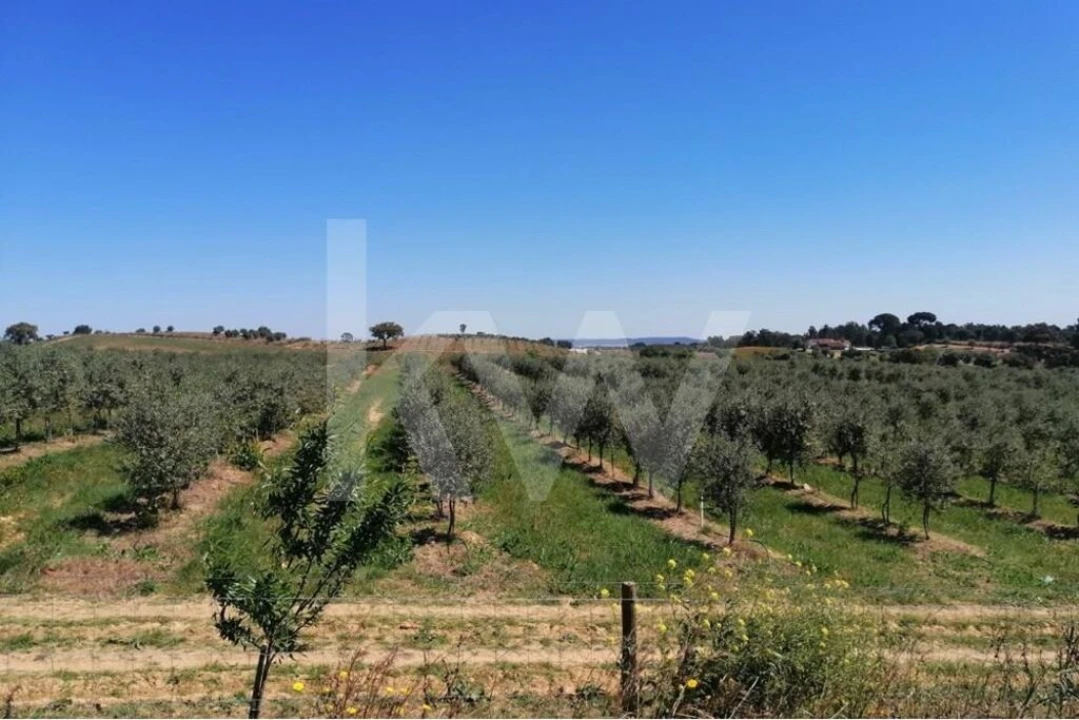 Quinta T8 para Venda em Brogueira, Parceiros de Igreja e Alcorochel Foto 16