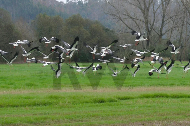 Moradia T5 para Venda em São João de Loure e Frossos Foto 30