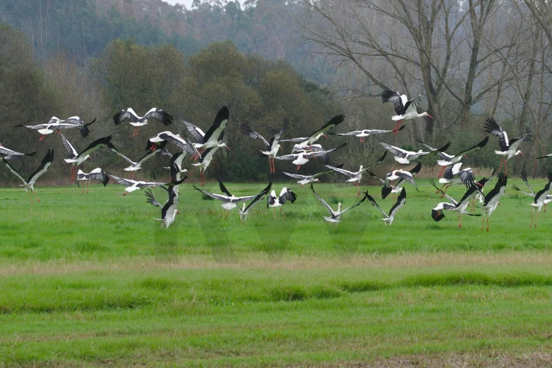 Moradia T5 para Venda em São João de Loure e Frossos Foto 31