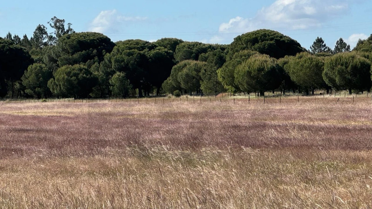 Terreno para Venda em Grândola e Santa Margarida da Serra Foto 6