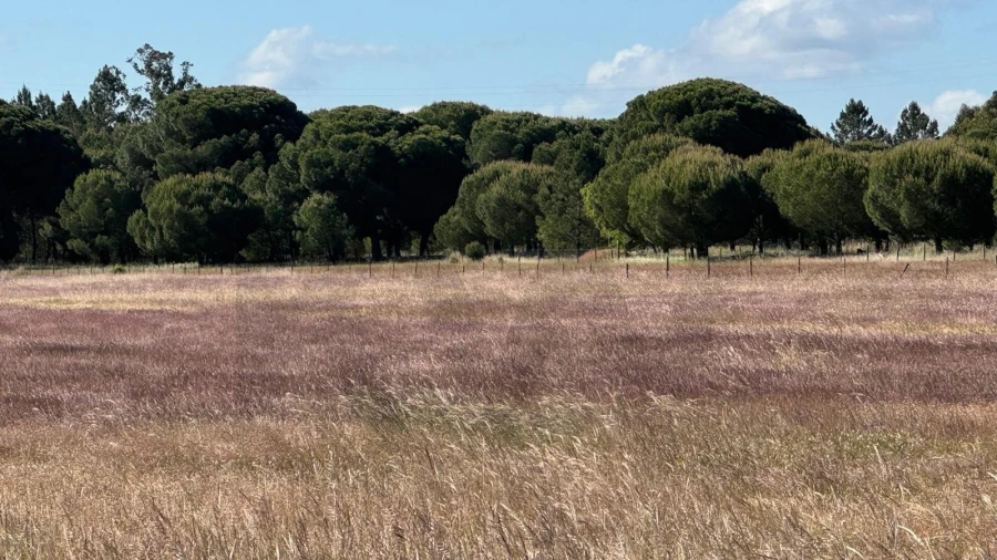 Terreno para Venda em Grândola e Santa Margarida da Serra Foto 6