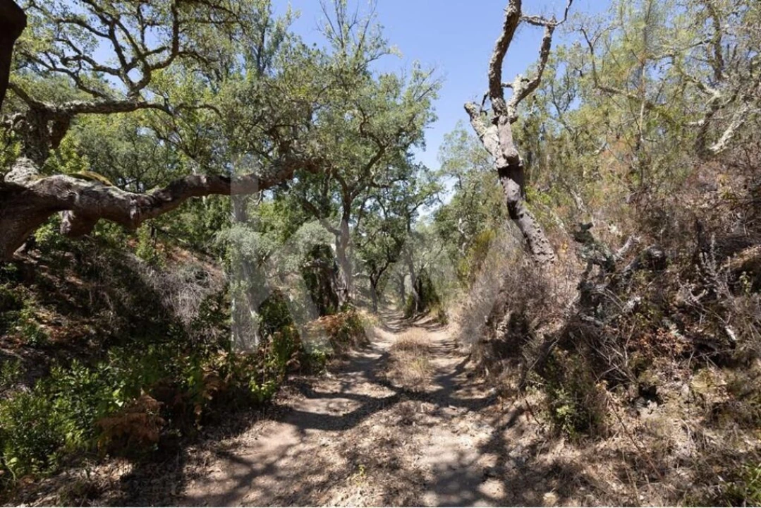 Terreno para Venda em São Francisco da Serra Foto 19