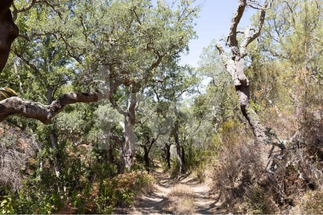 Terreno para Venda em São Francisco da Serra Foto 18