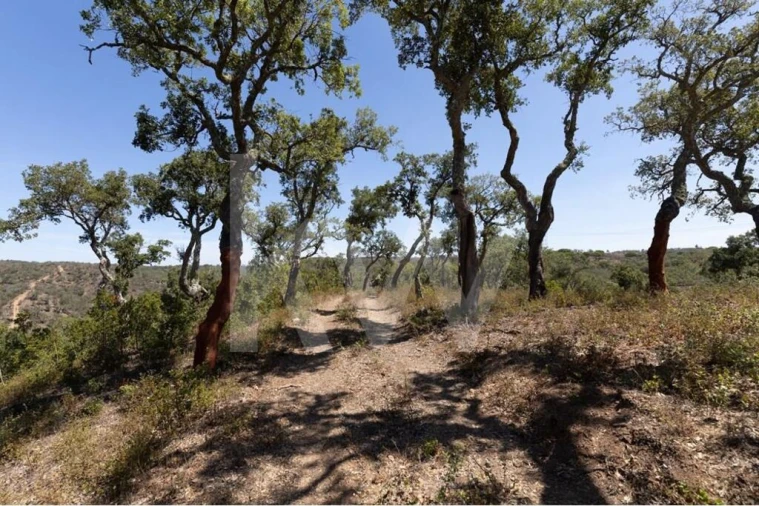 Terreno para Venda em São Francisco da Serra Foto 3