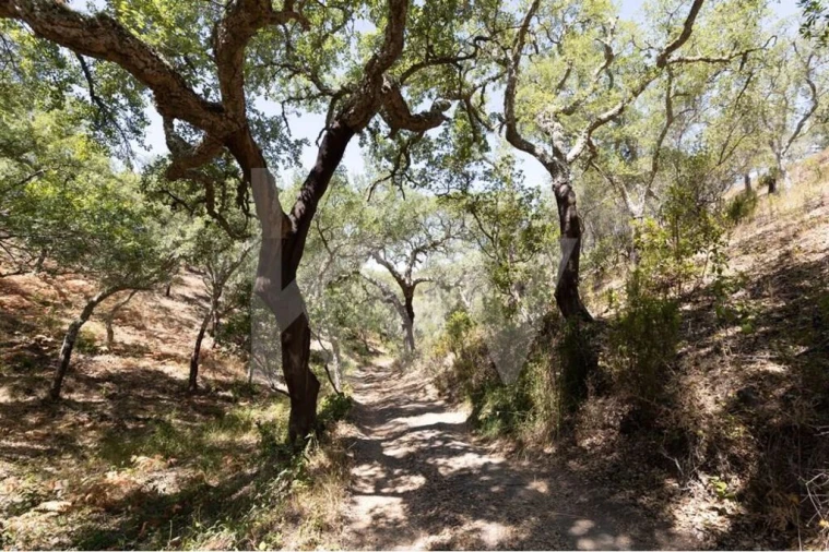 Terreno para Venda em São Francisco da Serra Foto 20