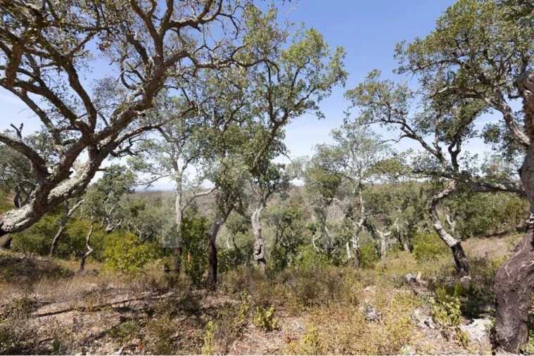 Terreno para Venda em São Francisco da Serra Foto 10