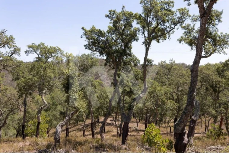 Terreno para Venda em São Francisco da Serra Foto 16