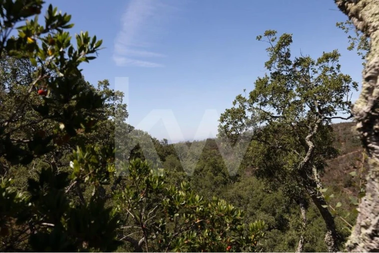Terreno para Venda em São Francisco da Serra Foto 11
