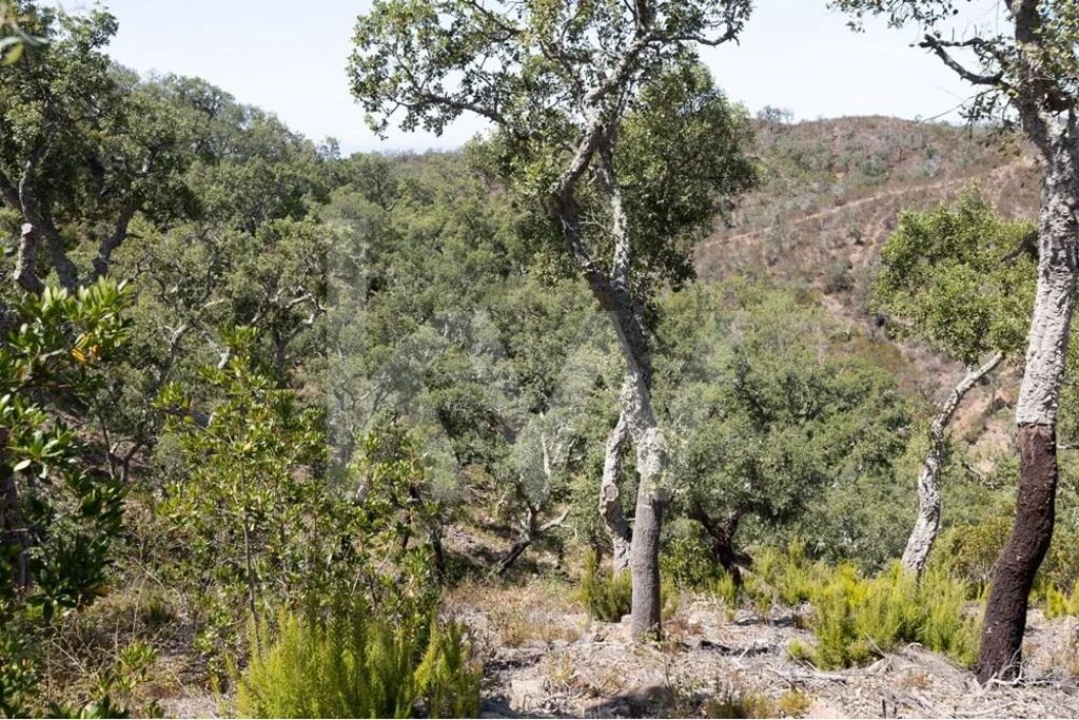Terreno para Venda em São Francisco da Serra Foto 12