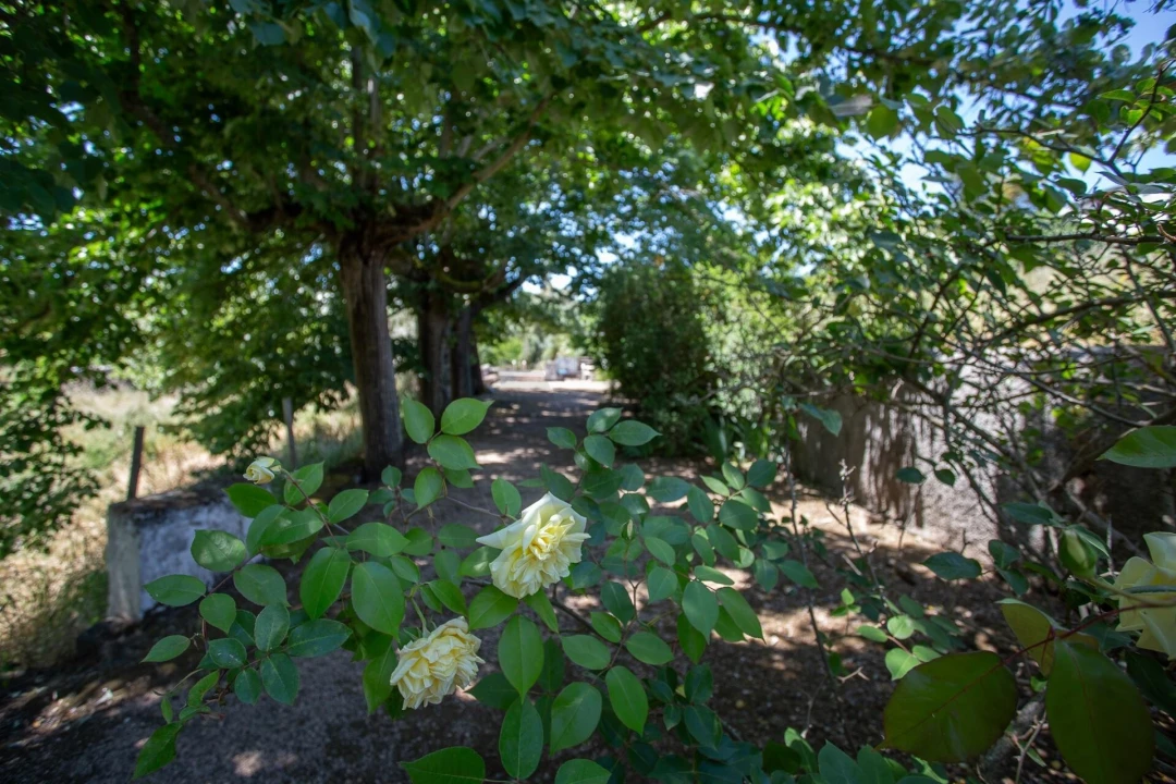 Quinta T12 para Venda em São Bras e São Lourenço Foto 16
