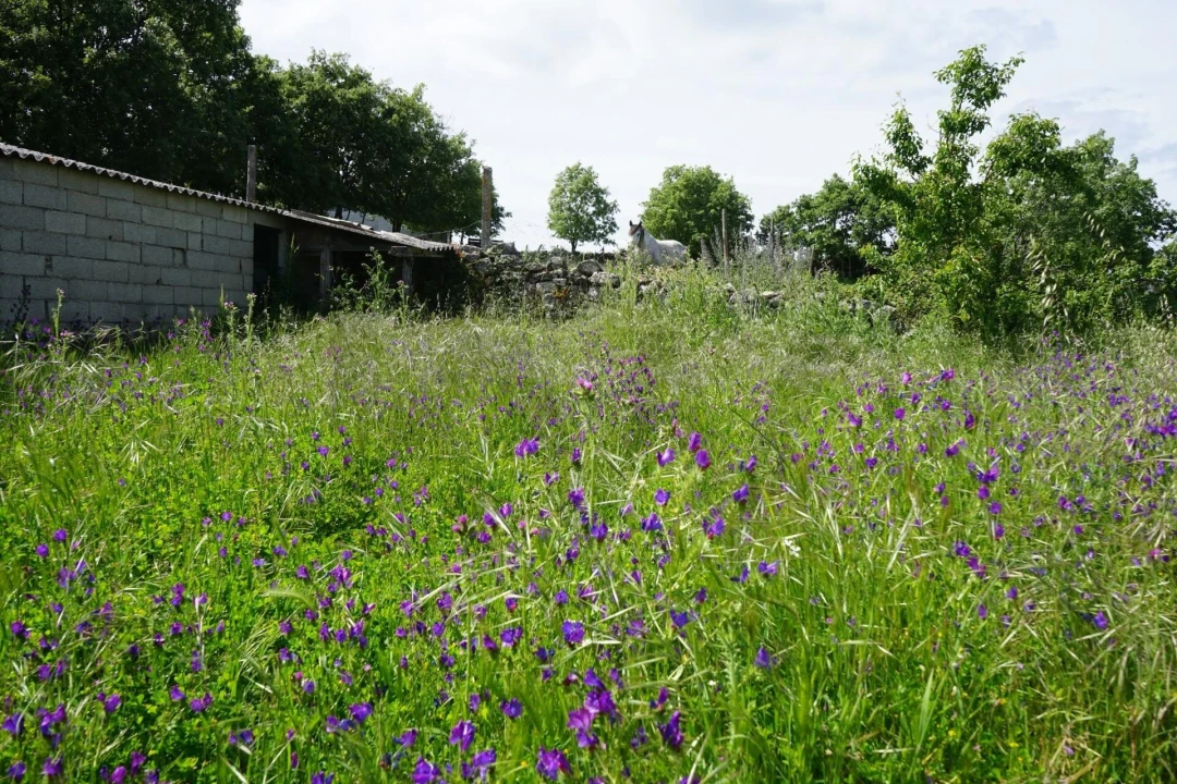 Moradia T2 para Venda em Agregação das Freguesias Sul de Pinhel Foto 4