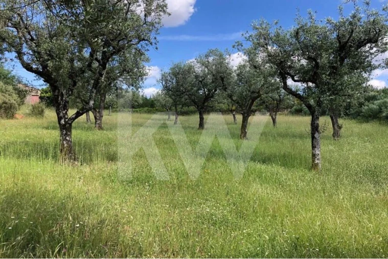 Terreno para Venda em Nogueira do Cravo Foto 6