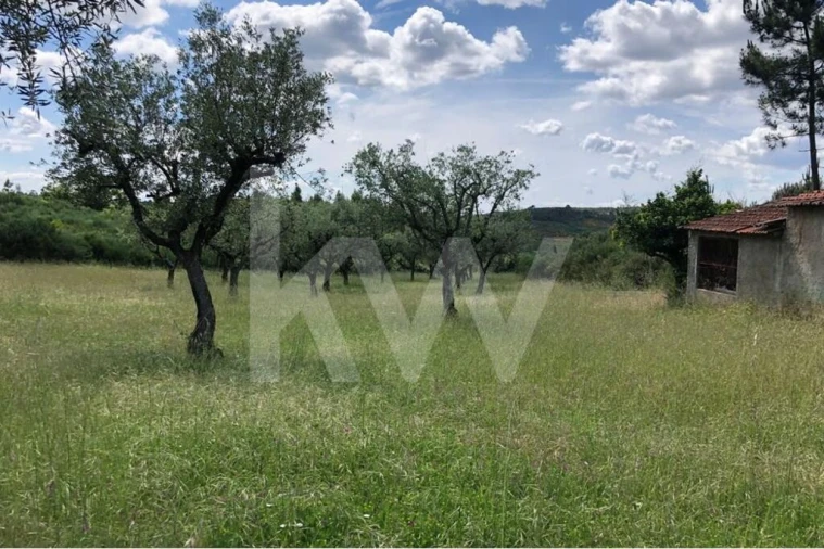 Terreno para Venda em Nogueira do Cravo Foto 4
