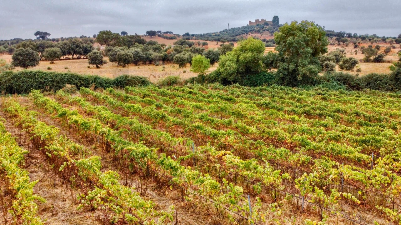 Terreno para Venda em Terena (São Pedro) Foto 9
