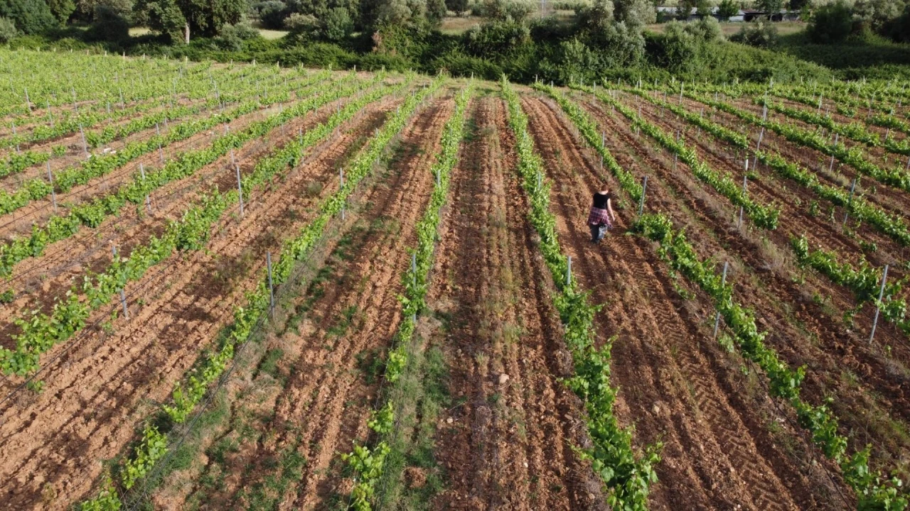 Terreno para Venda em Terena (São Pedro) Foto 4