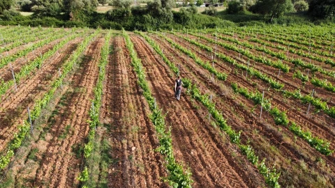Terreno para Venda em Terena (São Pedro)