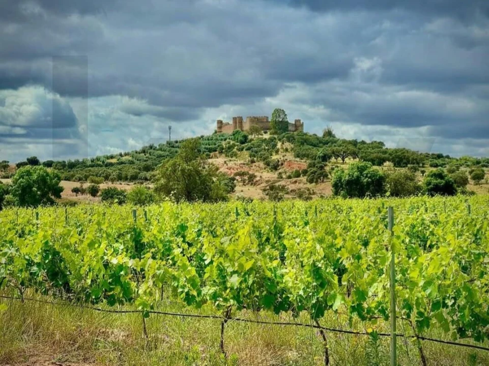 Terreno para Venda em Terena (São Pedro) Foto 1