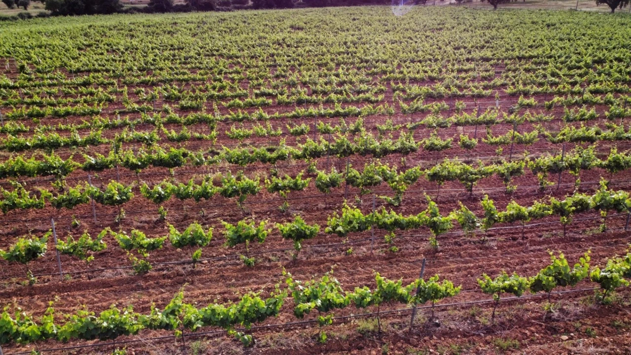 Terreno para Venda em Terena (São Pedro) Foto 2