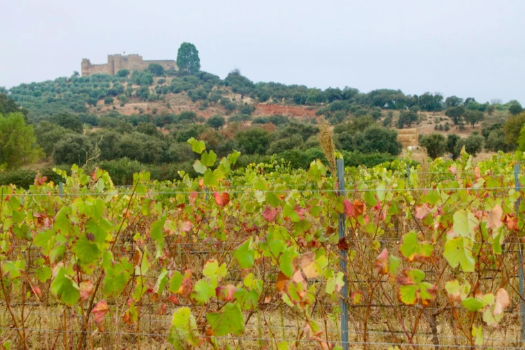 Terreno para Venda em Terena (São Pedro) Foto 2