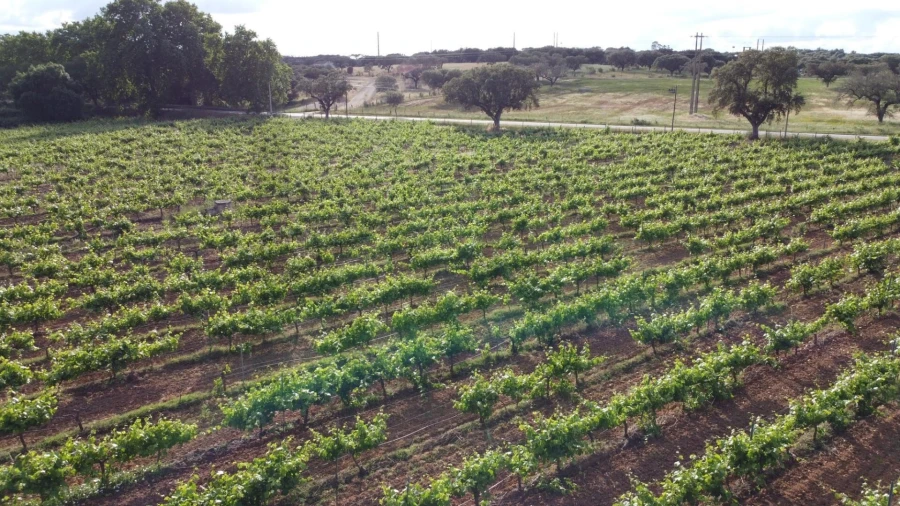 Terreno para Venda em Terena (São Pedro) Foto 3