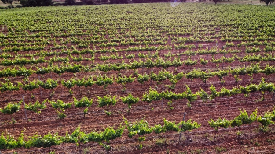 Terreno para Venda em Terena (São Pedro) Foto 2