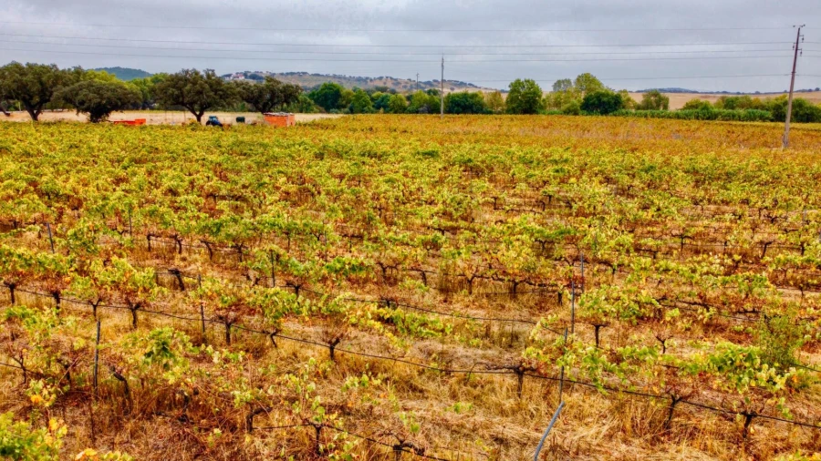 Terreno para Venda em Terena (São Pedro) Foto 10