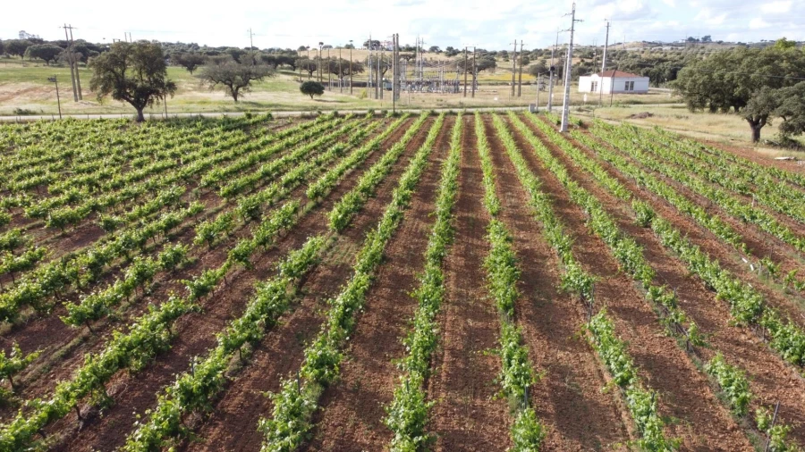 Terreno para Venda em Terena (São Pedro) Foto 6