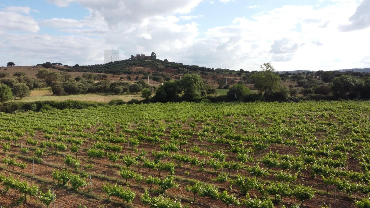 Terreno para Venda em Terena (São Pedro) Foto 1