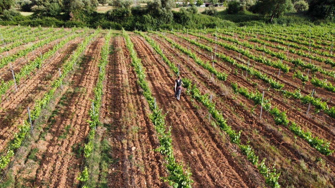Terreno para Venda em Terena (São Pedro) Foto 5