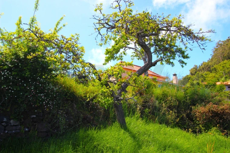 Moradia T2 para Venda em Gaula Foto 11