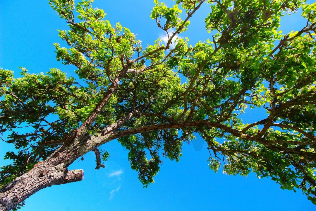 Moradia T2 para Venda em Gaula Foto 58