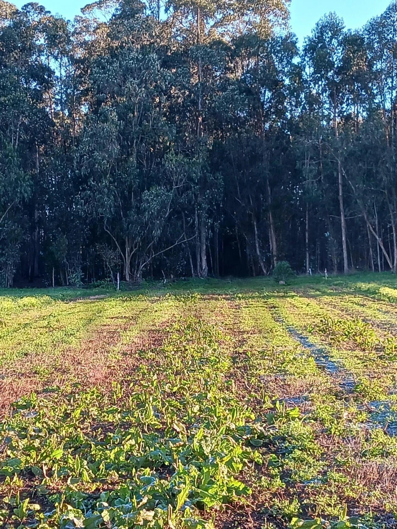 Terreno para Venda em Ovar, São João, Arada e São Vicente de Pereira Jusã Foto 5